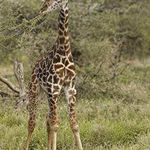 Masai Giraffe browsing on acacia trees, Serengeti National Park, Tanzania, Africa