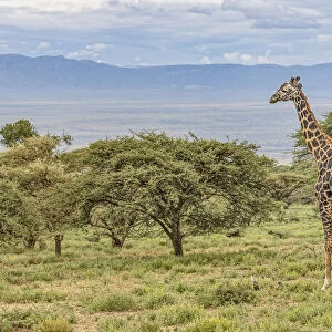 Masai Giraffe grazing on acacia tree, Ngorongoro Conservation Area, Tanzania, Arica