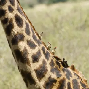 Masai Mara Print: Close-up of a giraffe's neck with oxpecker birds Masai Mara Print: Close-up of a giraffe's neck with oxpecker birds