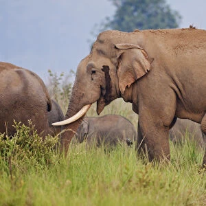 Masth Indian / Asian Elephant, Corbett National Park, India