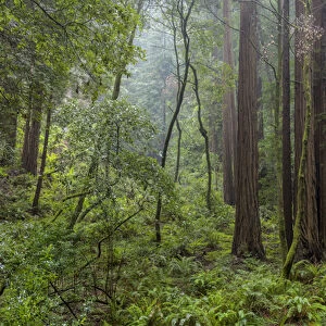 Mature redwood forest in Muir Woods National Monument in Mill Valley, California, USA