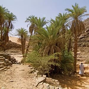 Mauritania, Adrar, Terjit oasis, Landscape