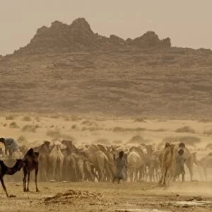 Mauritania, Akreijit, Touijinet well