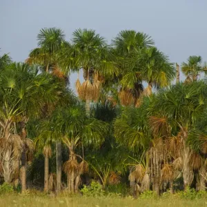 Mauritia (Moriche) Palm Thatching Print