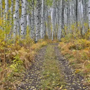 McClure Pass, Colorado with trail in grove of aspen trees McClure Pass, Colorado with trail in grove of aspen trees