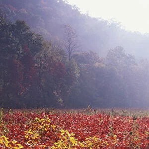 Meadow of Sumac saplings in autumn, Great Smoky Mountains National Park, North Carolina