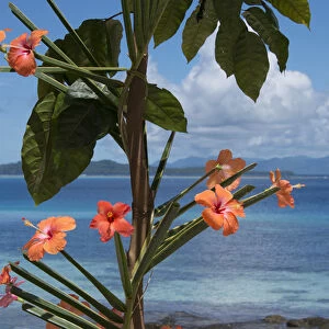 Melanesia, Solomon Islands, island of Owaraha or Owa Raha (formerly known as Santa Ana)
