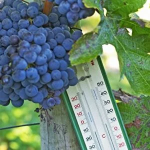 Merlot grapes at Chateau la Grave Figeac, a thermometer can be useful to know how