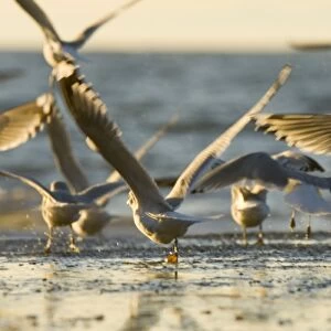 Mew gulls, Larus canus, Stanley Park, British Columbia