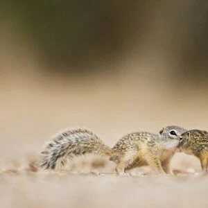 Mexican Ground Squirrel (Spermophilus mexicanus) juveniles chasing / playing