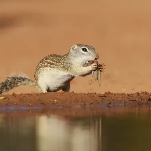 Mexican Ground Squirrel Print, Adult Eating Grasshopper