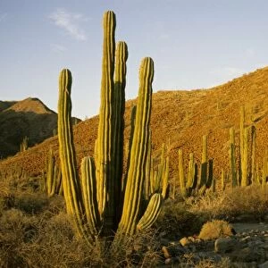 Mexico, Baja, Santa Catalina Island, Sea of Cortez, Cardon Cactus (Pachycereus pringlei)