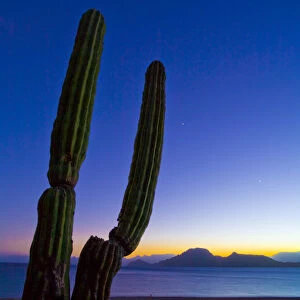 Mexico, Baja, Sea of Cortez. Jupiter and Venus and Cardon Cactus at sunset, Isla