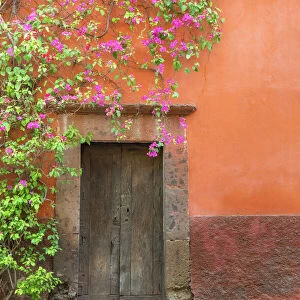 Mexico, San Miguel de Allende. Bougainvillea outside wooden doorway