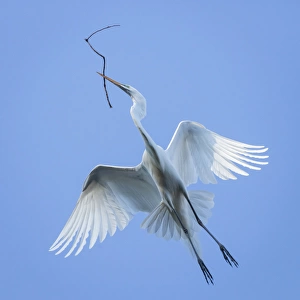 Mexico, San Miguel de Allende. Great egret flying with nesting material. Credit as