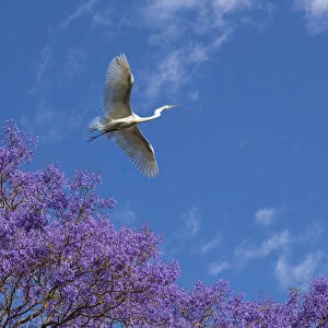 Mexico, San Miguel de Allende. Great egret flying over jacaranda tree. Credit as