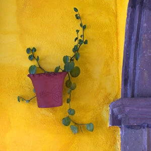 Mexico, San Miguel de Allende. Planted pot on wall