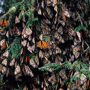 Mexico, Sierra Chincua Monarch Sanctuary, Monarch Butterflies (Danaus plexippus)