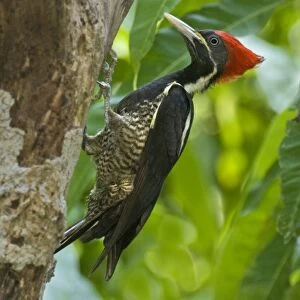 Mexico, Tamaulipas State. Lineated woodpecker perched on dead tree