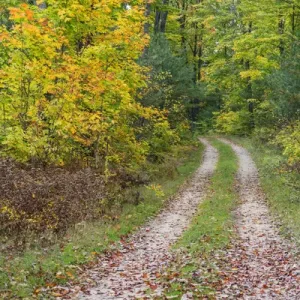 Michigan, Hiawatha National Forest, road with trees in fall color Michigan, Hiawatha National Forest, road with trees in fall color