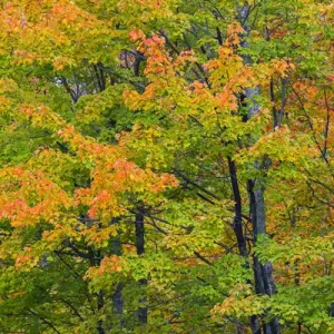 Michigan, Houghton County, tree with fall color Michigan, Houghton County, tree with fall color
