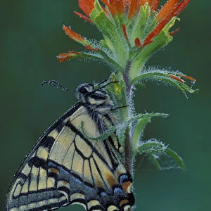Michigan, Houghton Lake. Tiger Swallowtail on Indian Paintbrush. (Papilio glaucus