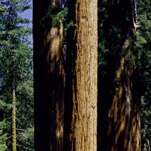Mid section of Giant Sequoia trees in Sequoia Kings Canyon National Park, California