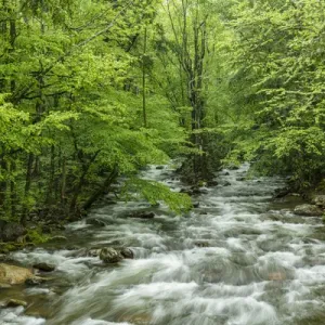 Middle Prong Spring Print, Great Smoky Mountains National Park Middle Prong Spring Print, Great Smoky Mountains National Park