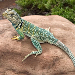 Midwest USA, Collared lizard on rock, Crotaphytis collaris