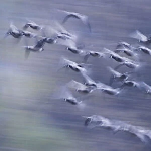 Migration flight, Canada geese