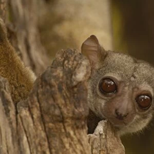 Milne-Edwards sportive lemur (Lepilemur edwardsi) Ankarafantsika Nature Reserve