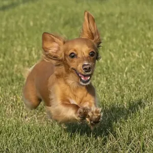 Miniature Dachshund running toward camera Miniature Dachshund running toward camera