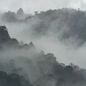 Mist and rain in the Bwindi Impenetrable Forest. Uganda