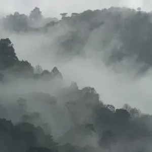 Mist and rain in the Bwindi Impenetrable Forest. Uganda