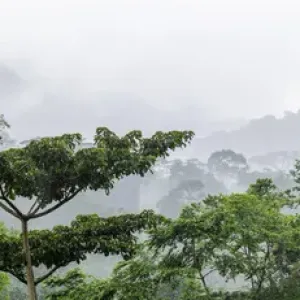 Mist and rain in the Bwindi Impenetrable Forest. Uganda