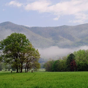 Misty meadow and Rich Mountain, Cades Cove, Great Smoky Mountains National Park