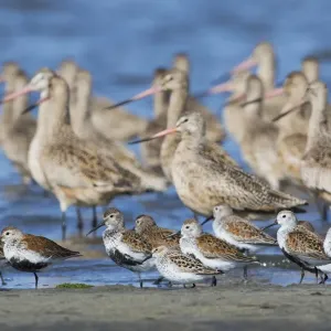 Mixed Flock of Shorebirds Mixed Flock of Shorebirds