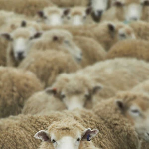 Mob of sheep, Catlins, South Otago, South Island, New Zealand