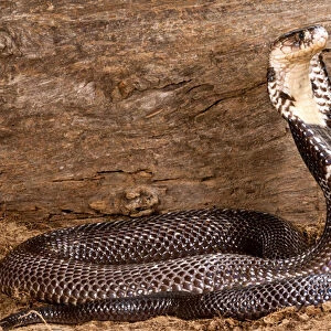Monacled Cobra, Naja naja kaouthia, Native to Asia