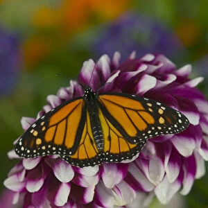 Monarch Butterfly, Danaus plexippus