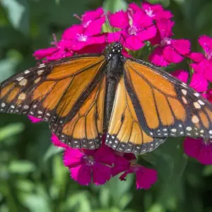 Monarch butterfly, pink Dianthus, garden, USA