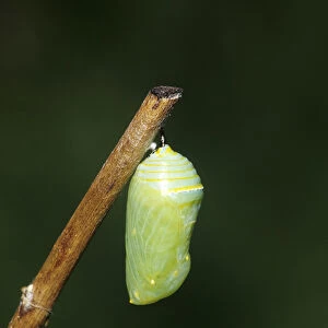Monarch (Danaus plexippus) pupa / chrysalis Marion Co. IL
