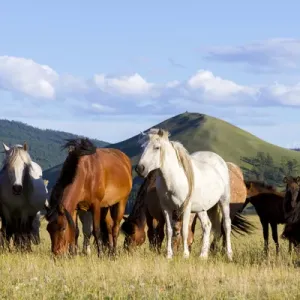 Mongolia Horses Print Mongolia Horses Print