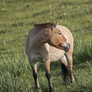 Mongolia, Hustai National Park, Przewalskis horse (takhi) or Dzungarian horse