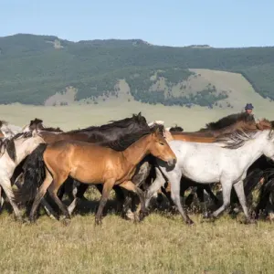 Mongolian Horses Herded Print Mongolian Horses Herded Print