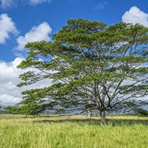 Monkeypod tree, Kauai, Hawaii, USA