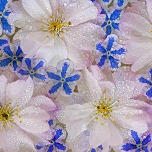 Montage of cherry blossoms and blue flowers with dew
