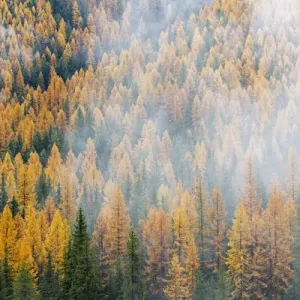 Montana, Lolo National Forest, golden larch trees in fog