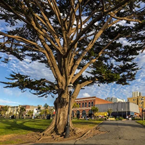 Monterey cypress tree in park in Fishermans Wharf in San Francisco, California, USA