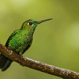 Monteverde National Park, Costa Rica. Green-crowned brilliant hummingbird (Heliodoxa